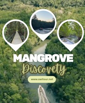 Mangrove Tour